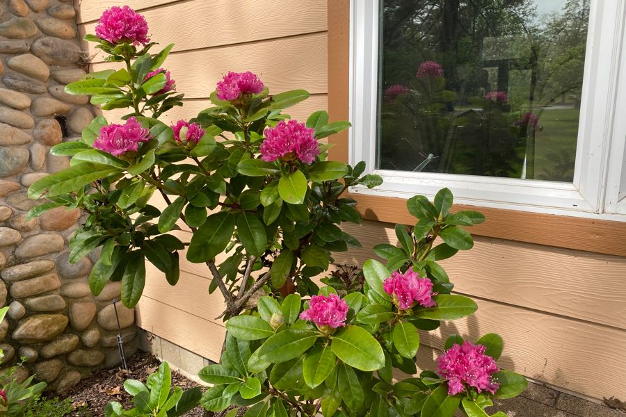 Monthly Volunteer Weekend - Rhodedendron