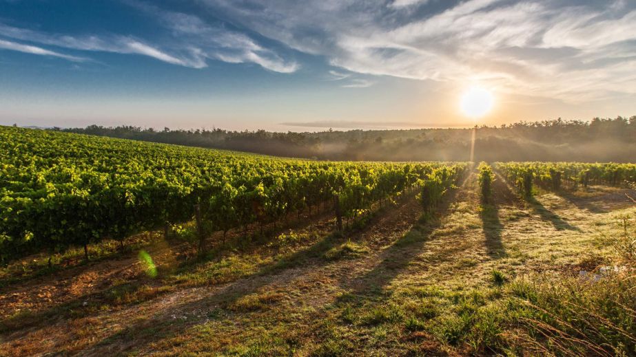 To Grow the Vine that Bears Wine (Blog)