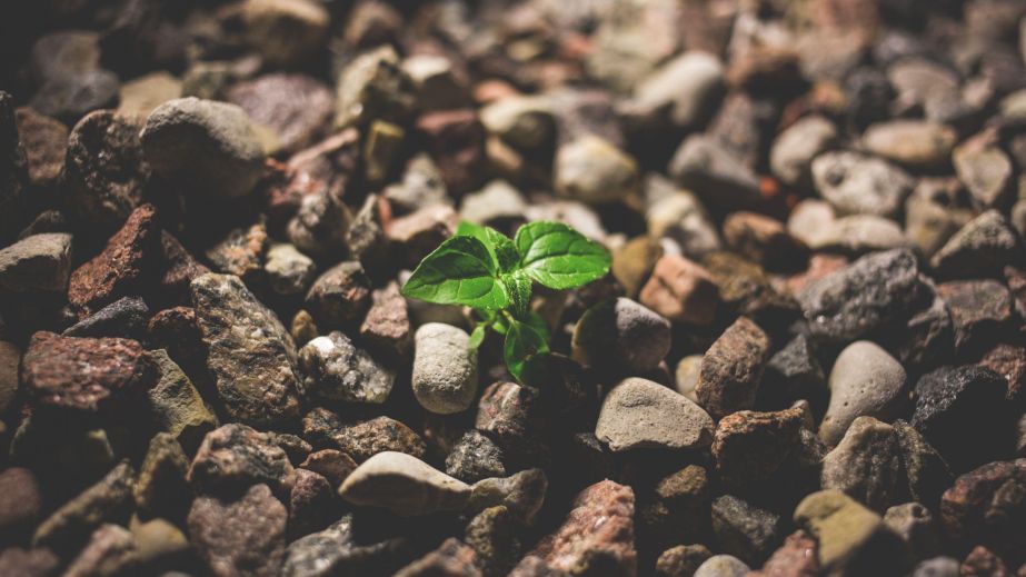 The  Secret Seed of Freedom (Blog)