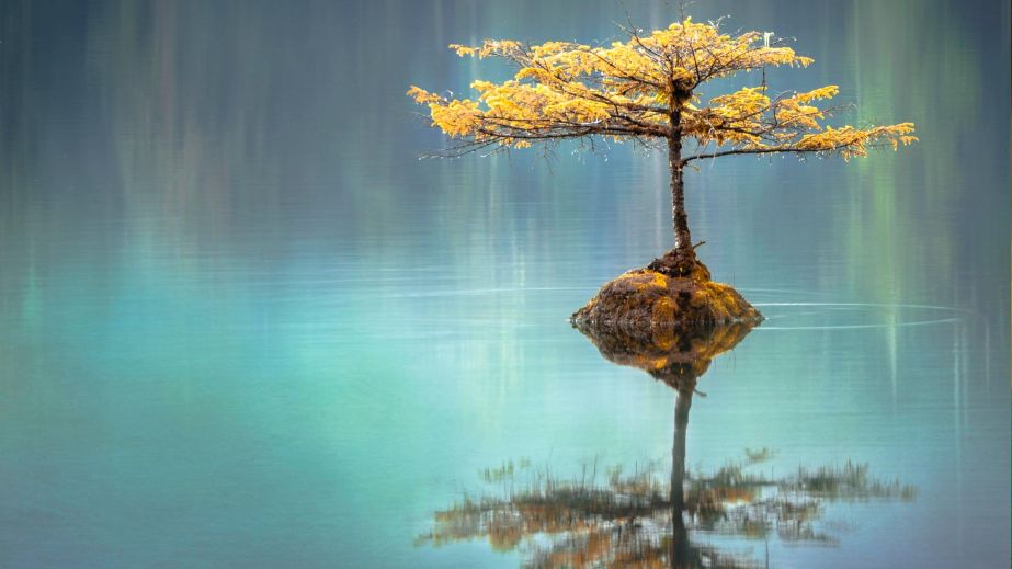 Everything Goes Its Own Way (Blog)