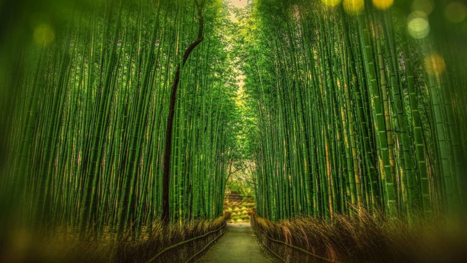 Self-Realization: The Promise, The Plan, and What is Required of You to Fulfill Your Highest Possibility (Blog)