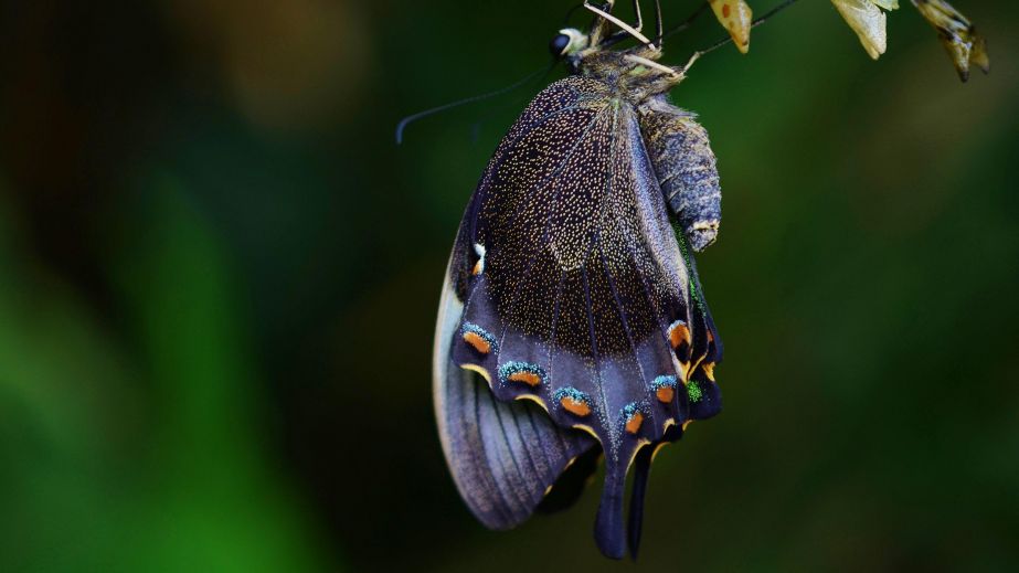 Transcendence (Blog)