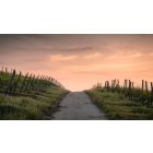 Student Talks on "Step onto the "Pathless Path" and Realize a Peace that Passes All Understanding " (11/22/24)