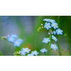 The Flowering of a Whole New You
