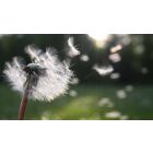 The One Wish That Makes All Others Come True