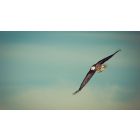 Let Your Heart Give Wings to Your Thoughts