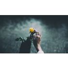 The Revelation of the Golden Rose