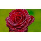 The Paper-Mache Rose