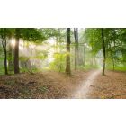 Articles of Higher Consciousness