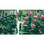 The Same Rose Never Blooms Twice