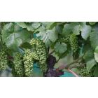 I Am the Vine and Ye are the Branches