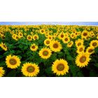 Complete the Pattern of Life and Fulfill Its Great Purpose
