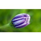 The Celestial Seeds of Knowing Yourself Completely