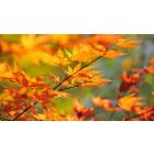 Share in the Secret Beauty of a Falling Leaf