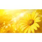 Advanced Lessons for Living in the Light