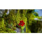 How to Grow a Living Trust