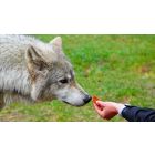 Find Freedom from the Wolves of Worry and Fear