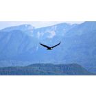 Awaken Your Eagle Nature and Soar Above Worry and Fear
