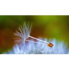 The Secret Life of a Spiritual Seed