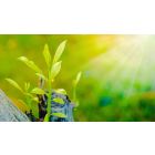 The Essential Elements Concerning Rebirth