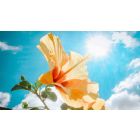 Open Your Heart and Let the Light of Life In