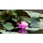 Let the Living Light Help You Flower