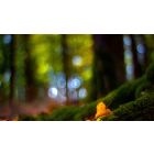 Secrets of the Path to Perfect Love