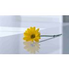 The Happiness of Wholeness