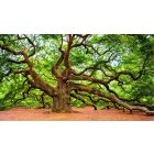Come to the End of All Anxious States