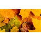 Student Talks on "The Secret of Starting Life Over Starts Here" (11/15/24)