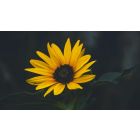 Online Study Group Meeting for Monday (9/19/2022)