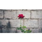 Online Study Group Meeting for Monday (7/1/2019)