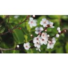 Online Study Group Meeting for Monday (4/20/2020)