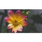 Online Study Group Meeting for Tuesday (6/2/2020)