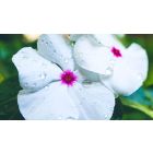 Online Study Group Meeting for Monday (6/28/2021)