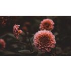 Online Study Group Meeting for Monday (2/15/2021)