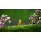 Student Q&A with Guy on "The Power to Free Yourself from Any Past Painful Regret" (5/24/20)