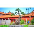 Student Q&A with Guy on "Go Beyond Painful Limitation to Realize Fearless Being" (6/30/21)