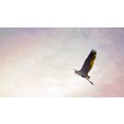Let Go and Let Higher Life Forces Succeed for You