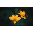 Online Study Group Meeting for Monday (6/27/2022)