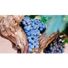 Realize Your Relationship with the Vine of Divine Life and Be Set Free
