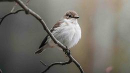 Use Higher Attention to Free Yourself From Harmful Tension