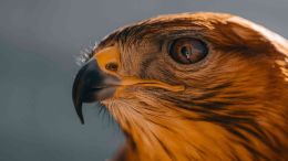 Awaken the Conviction That Stirs True Conscience