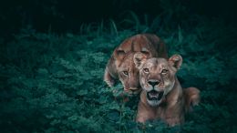Learn How to Love Thine Enemy and Transcend ALL Negative States