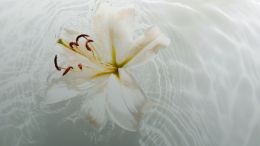 Realize the Indwelling Life of the Divine and End the Pain of Duality