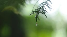 Awaken the Will of the Divine and Watch Painful Desires Drop Away  