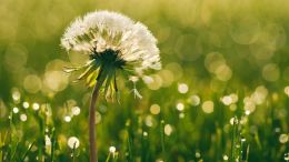 Find the Way and the Will to Be at Peace with Your Pain