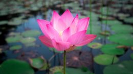 Student Q&A with Guy on "Go Beyond Painful Limitation to Realize Fearless Being" (6/30/21)