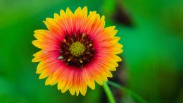 Student Q&A with Guy on "Go Beyond Painful Limitation to Realize Fearless Being" (6/30/21)