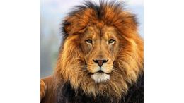 Life Resurrected: The Revelations of C.S. Lewis in The Lion, The Witch, and the Wardrobe